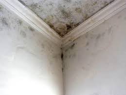 Best Comprehensive Air Testing for Mold Contaminants  in Roodhouse, IL