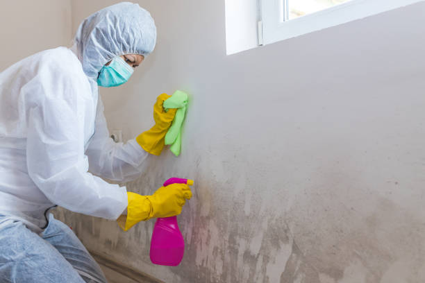 Roodhouse, IL Mold Removal Services Company